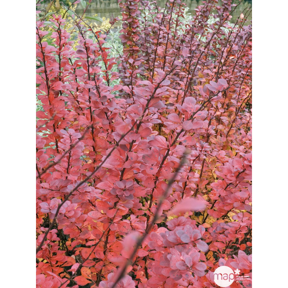 Berberis thunbergii 'Atropurpurea' Pot 3L