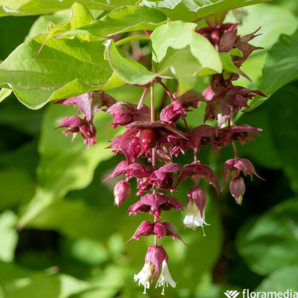 Leycesteria 'Purple Rain' Pot 5L