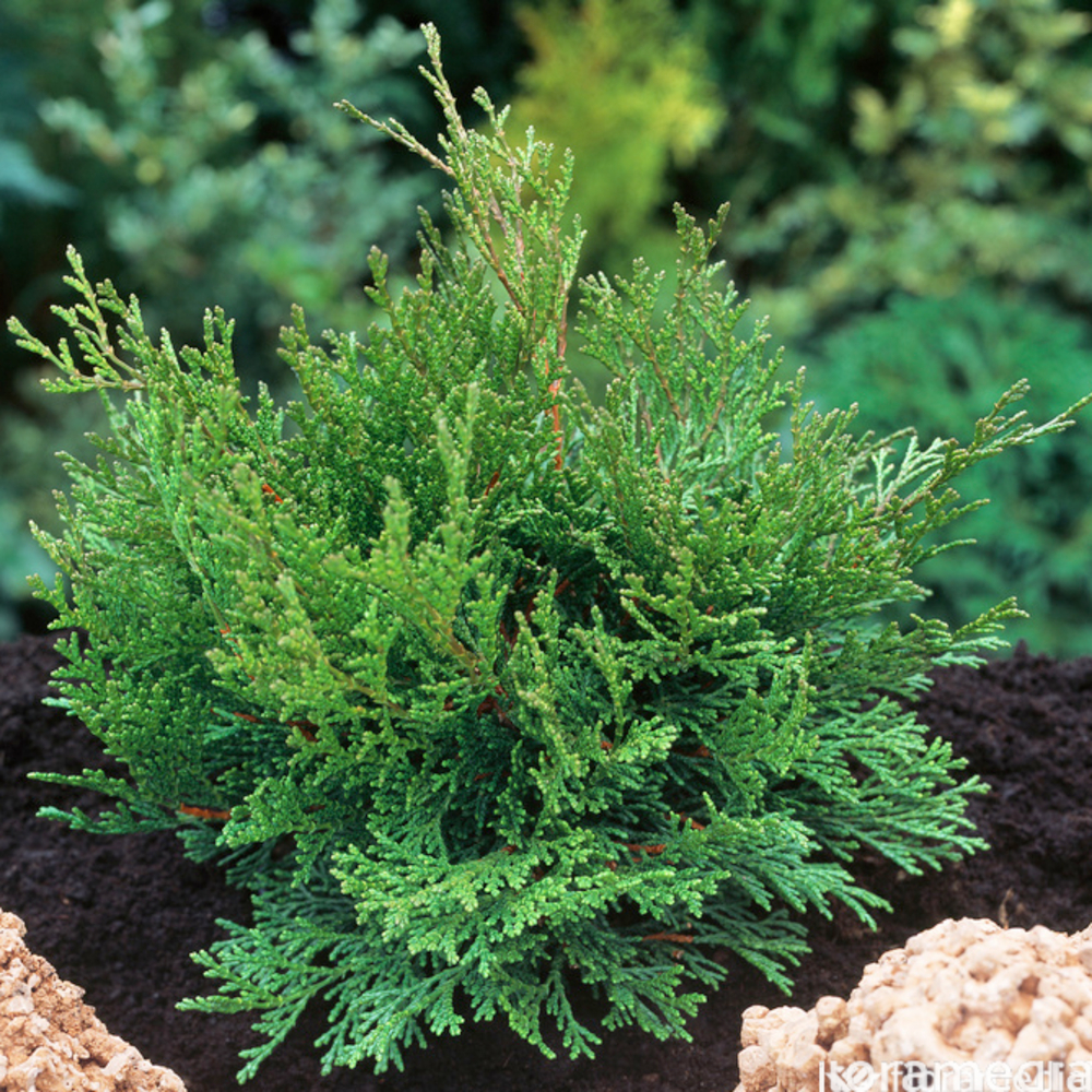 Chamaecyparis obtusa 'Pygmaea' Pot 3L