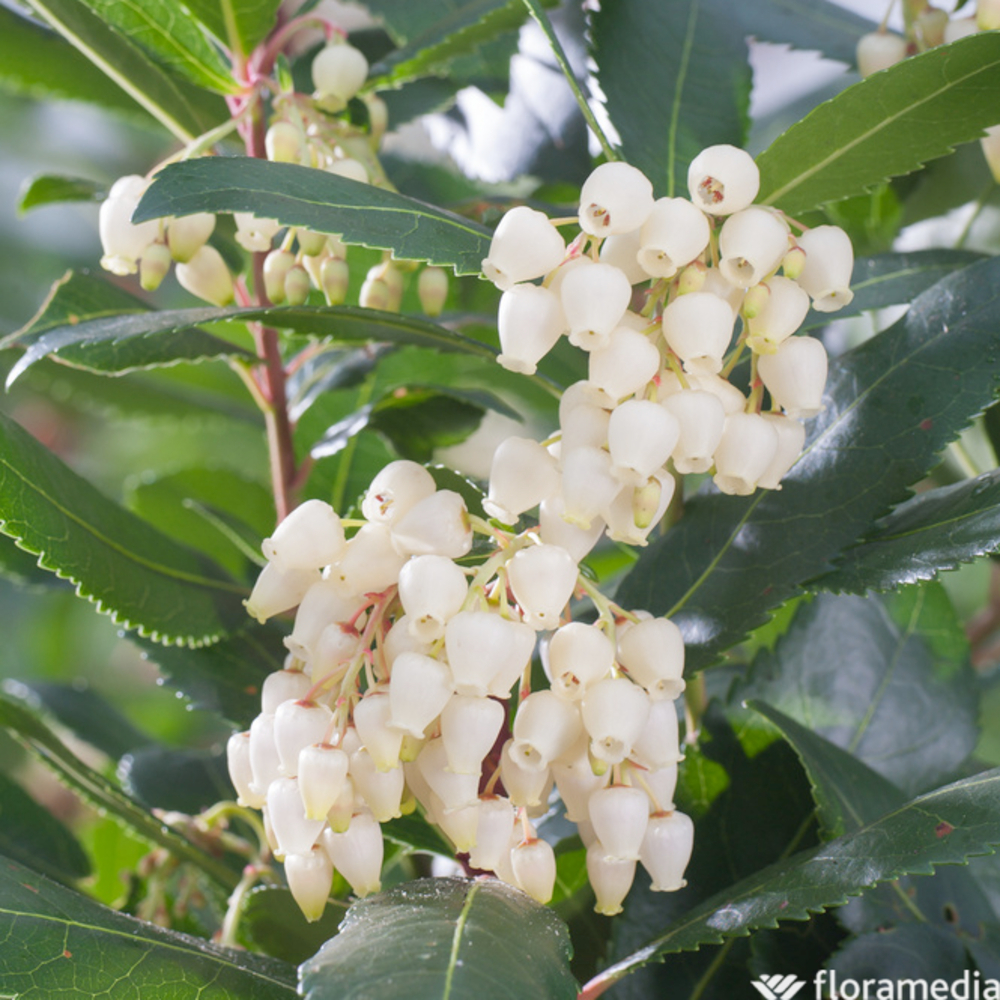 Arbutus unedo 'Atlantic' Pot 4,5L