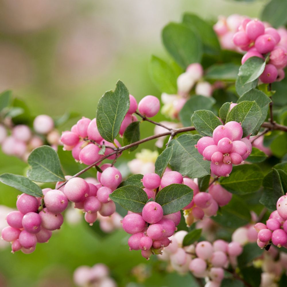 Symphoricarpos 'Magical® Sweet' Pot 4,5L