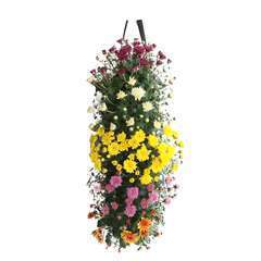 Chrysanthème dans un sac à suspendre D27cm