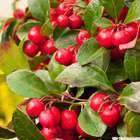 Gaultheria 'Big Berry' Coupe D23cm