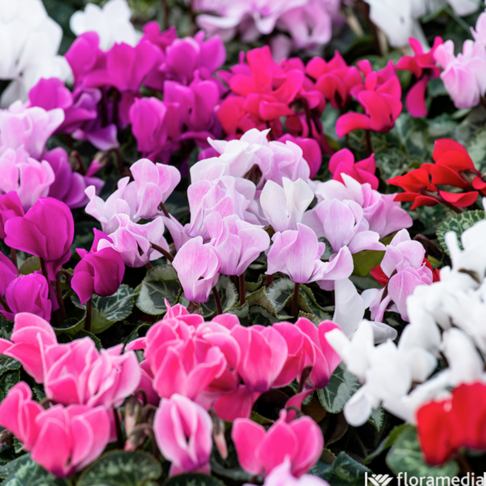 Cyclamen mini Absolu® Pot 0,5L