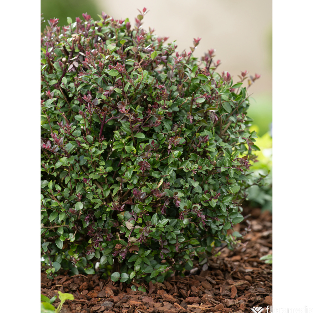 Lonicera nitida 'Purple Storm®' : pot 4,5L