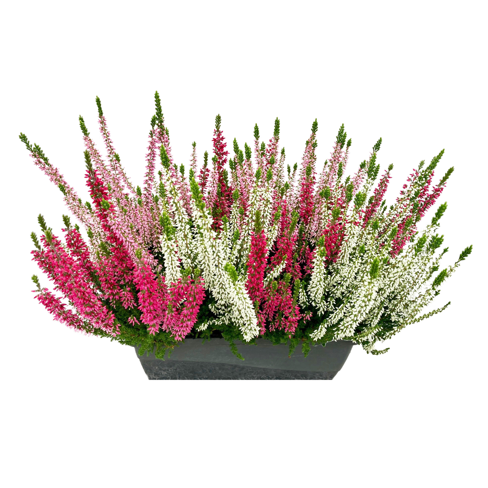 Calluna Beauty Ladies® multicolore Jardinière L27cm
