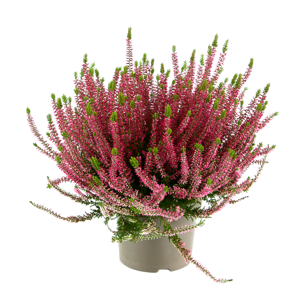Calluna Garden Girls® : pot d.17cm