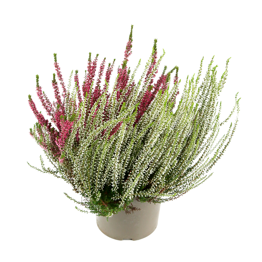 Calluna Garden Girls® bicolore : pot d. 17 cm