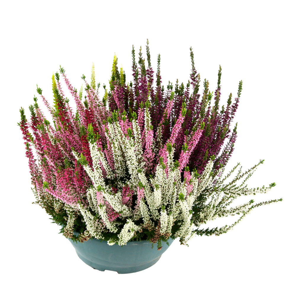 Calluna Beauty Ladies® 'High Five' Coupe D27cm