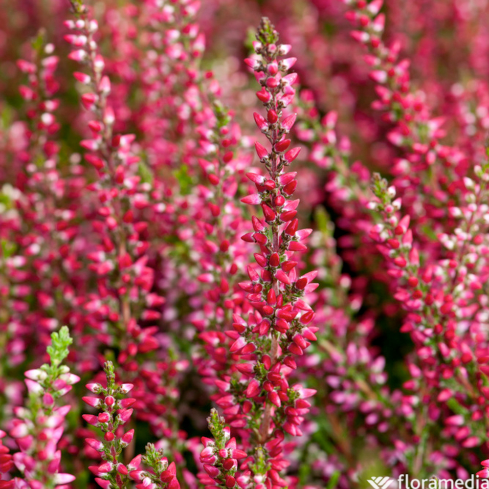 Callune 'Beauty Ladies' : pot 0,5L