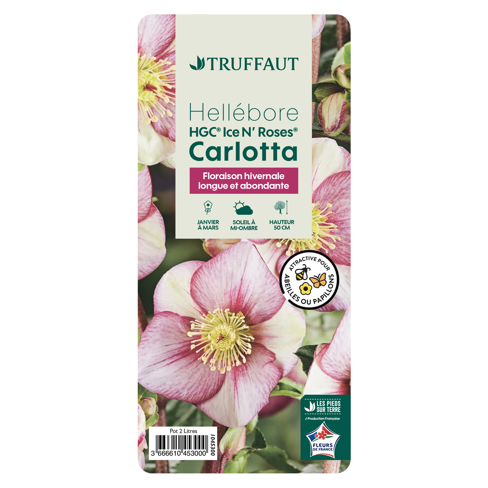 Hellebore INR 'Carlotta' Pot 2L