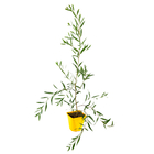 Mimosa (Acacia longiflolia) Pot 4L