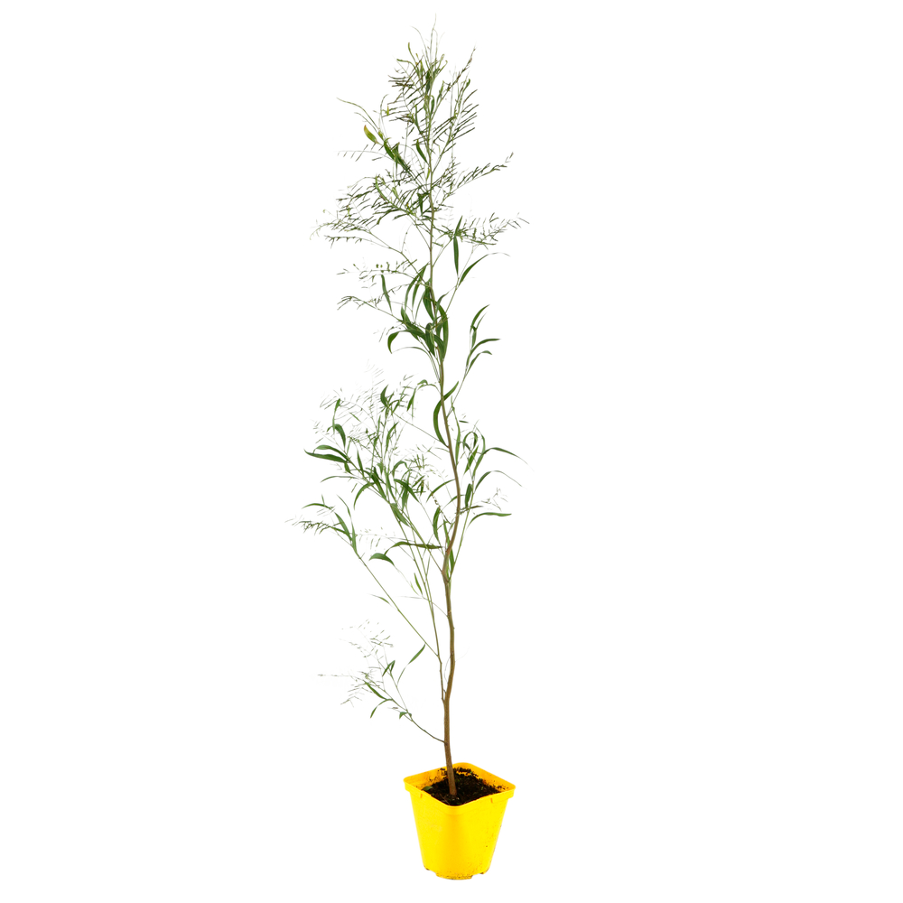 Mimosa (Acacia melanoxylon) Pot 4L