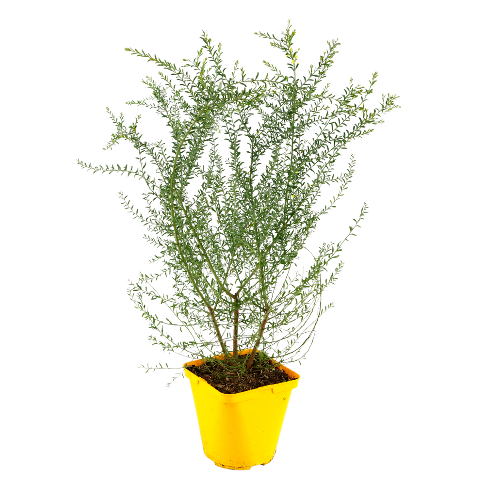 Mimosa (Acacia acinacea) Pot 4L