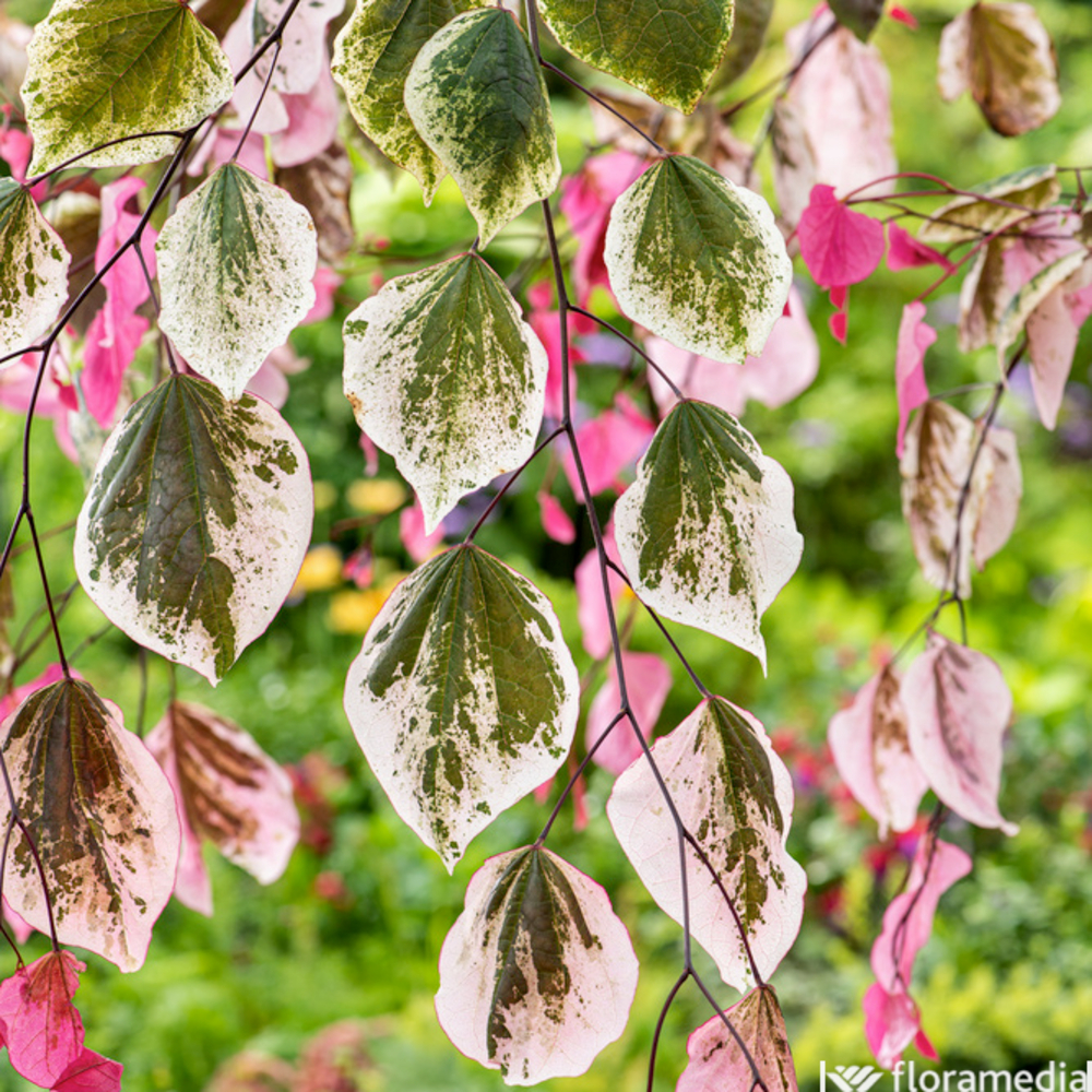 Cercis canadensis 'Carolina sweetheart'® pot 15L