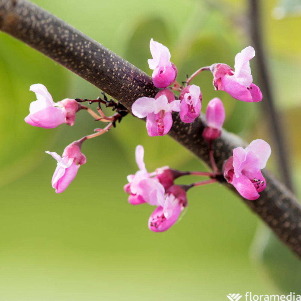 Cercis 'Merlot' Pot 15L