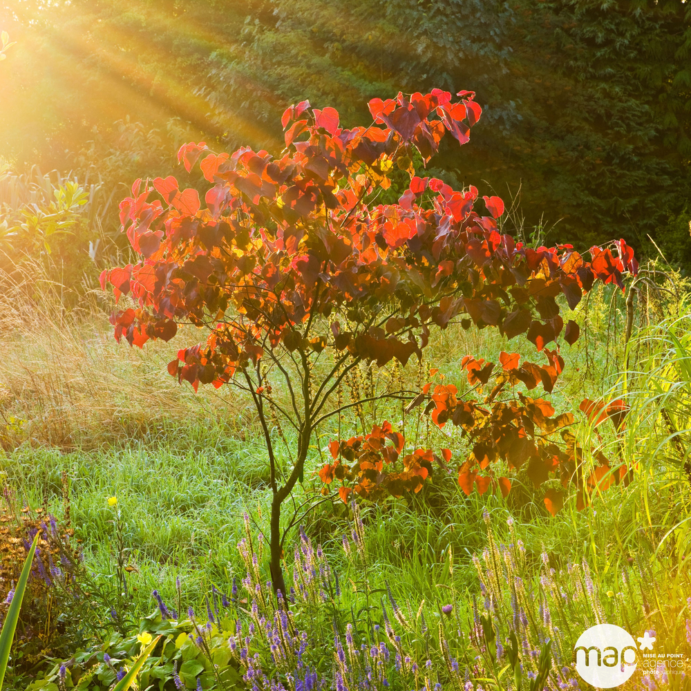 Cercis 'Forest Pansy' pot 15L