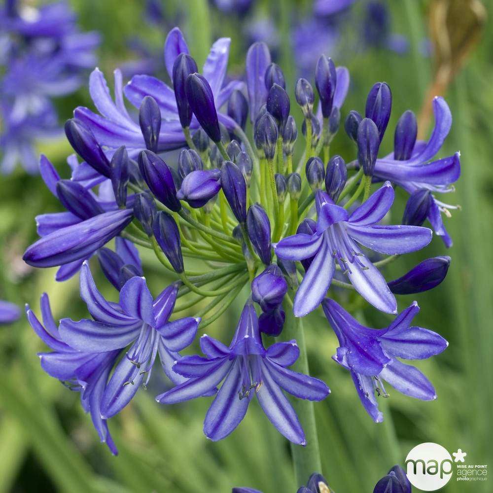 Agapanthe (agapanthus) 'Poppin Star' : pot 4L