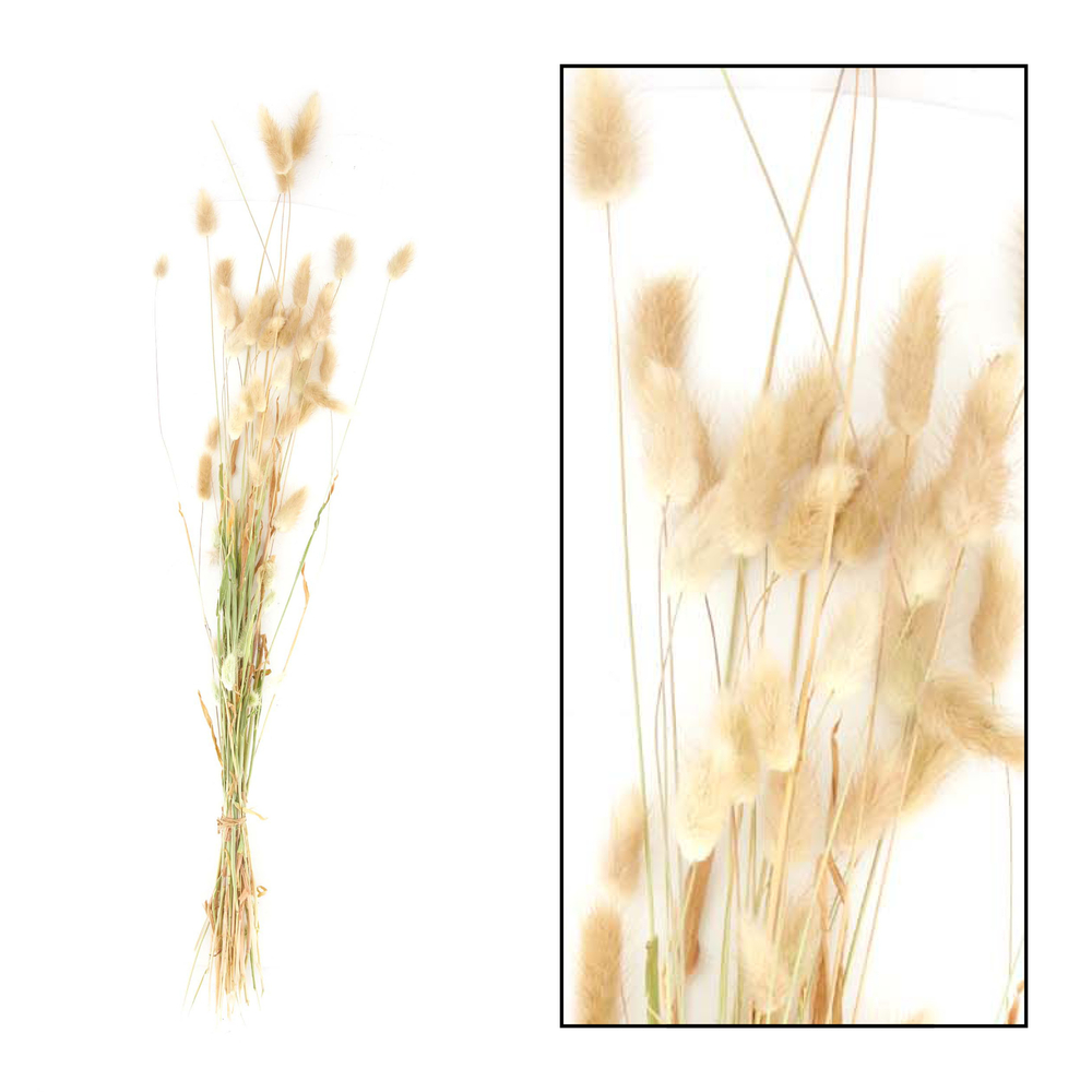 Bouquet séché de Laragus 75x15x10 cm