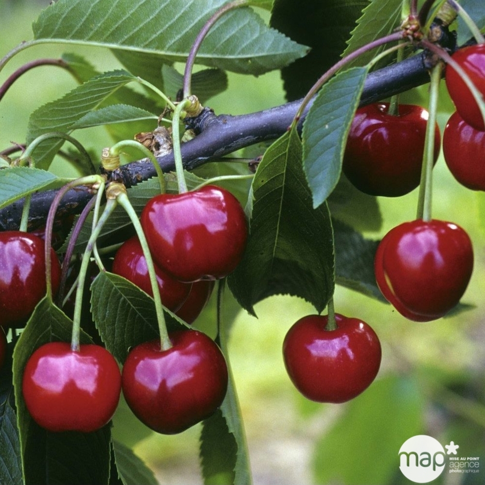 Cerisier 'Burlat' en 1/2 tige, Label Rouge : pot 15L