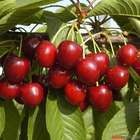 Cerisier Noir Meched, Label Rouge : pot 12L - gobelet 3 ans d'âge