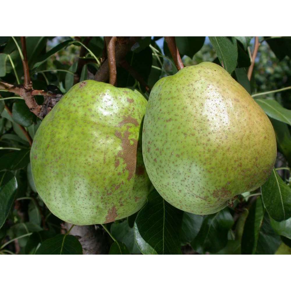 Poirier Duchesse d' Angoulème, Label Rouge : pot 12L