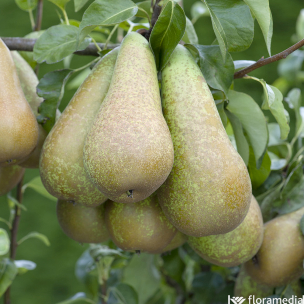 Poirier Conférence en 1/2 tige, Label Rouge : pot 15L, 4/5ans