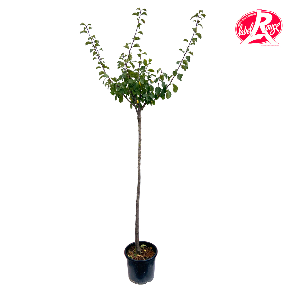 Prunier mirabelle de Nancy en 1/2 tige, Label Rouge : pot 15L