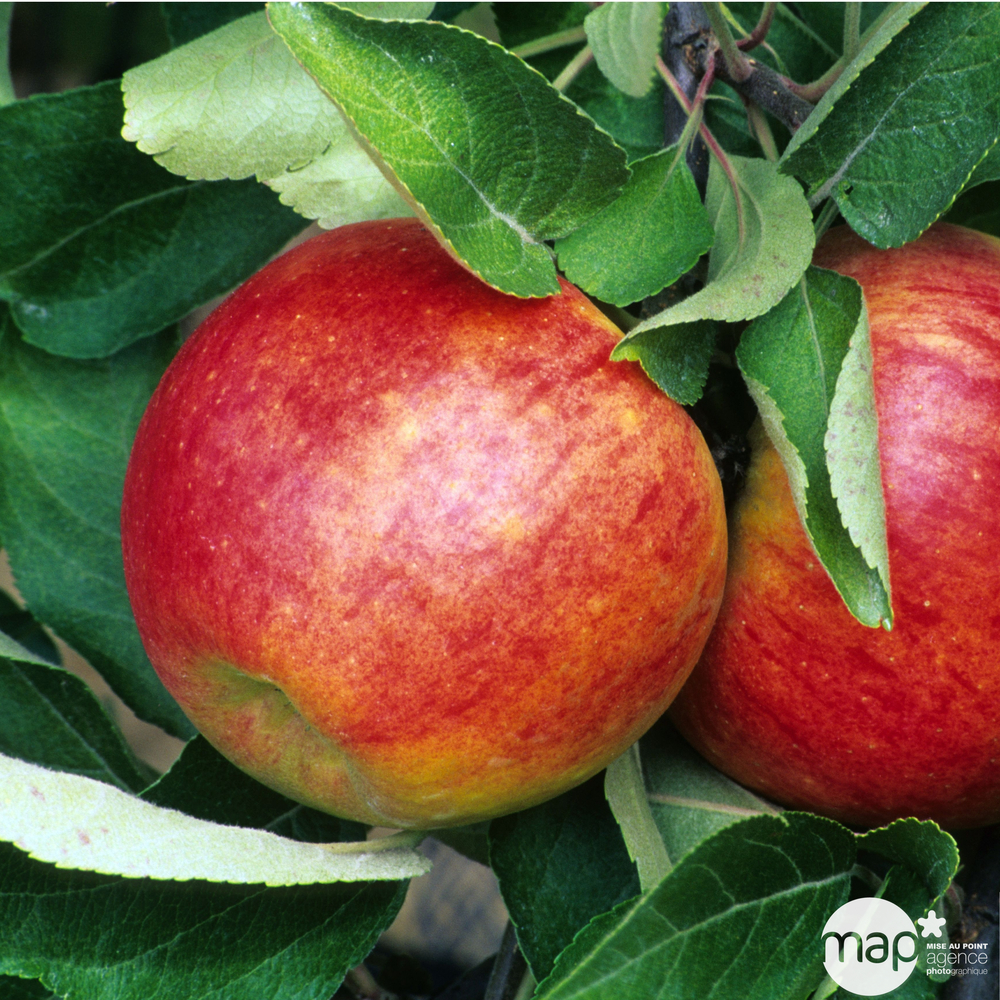 Pommier 'Elstar', Label Rouge: gobelet 12L - 3 ans d'âge