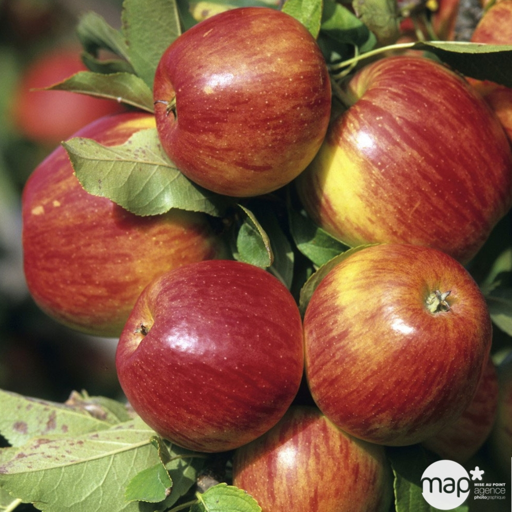 Pommier Jonagold, Label Rouge : gobelet 3 ans d'âge, pot 12L