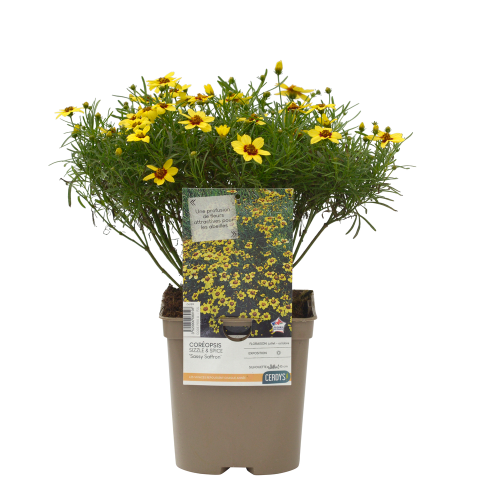 Coreopsis verticillata Sizzle &Spice® 'Sassy Saffron' : pot 2L