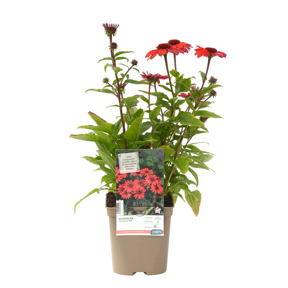 Echinacea 'Panama® Red' : pot 2L