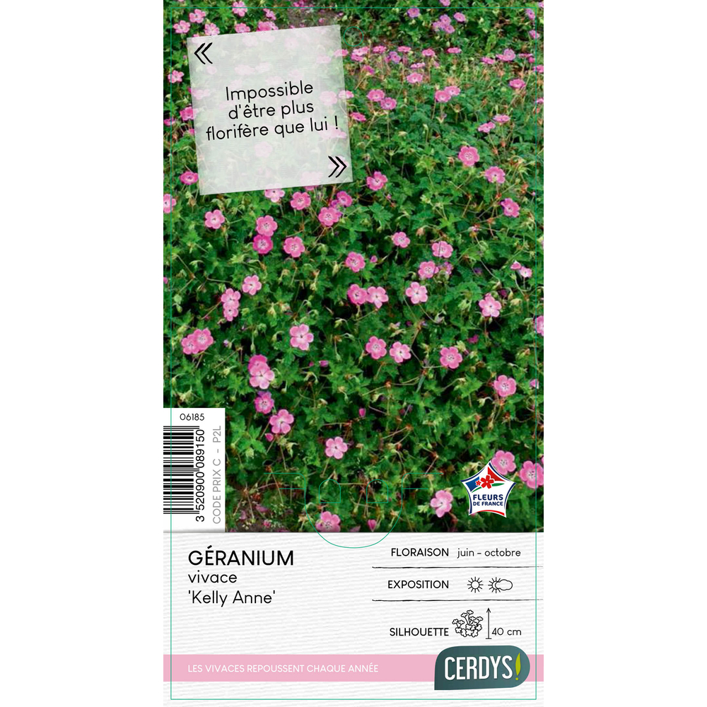 Géranium vivace 'Kelly-Anne®' : pot 2L