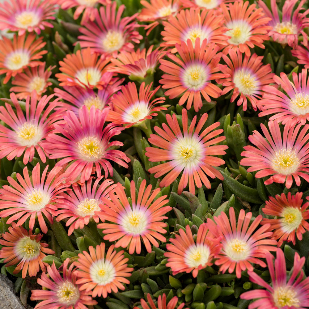 Pourpier 'Wow Hot Red' - Godet 