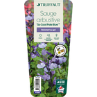 Salvia arbustive 'So Cool Purple' : pot 2L