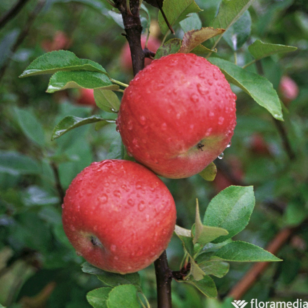 Pommier 'Topaz®' Pot 10L Gobelet 2 ans