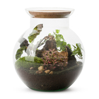 Terrarium de plantes d'intérieur en verre fermé - Forme sphérique