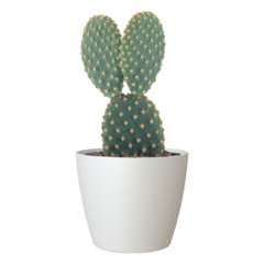 Cache-pot d'intérieur San Remo en plastique blanc Ø6cm