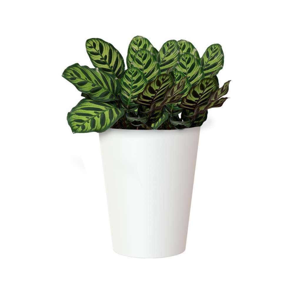 Pot d'intérieur Porto en plastique blanc Ø40 x H.50cm