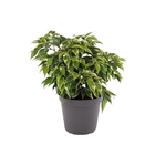 Ficus benjamina 'Aurea' - Pot D 10,5cm . Label Fleurs de France 