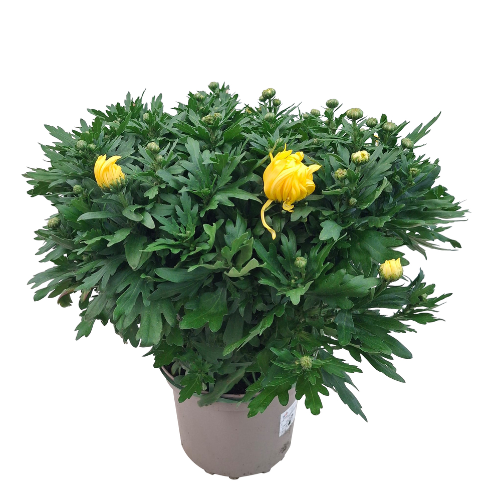Chrysanthème pantin à grosses fleurs : pot D.21cm