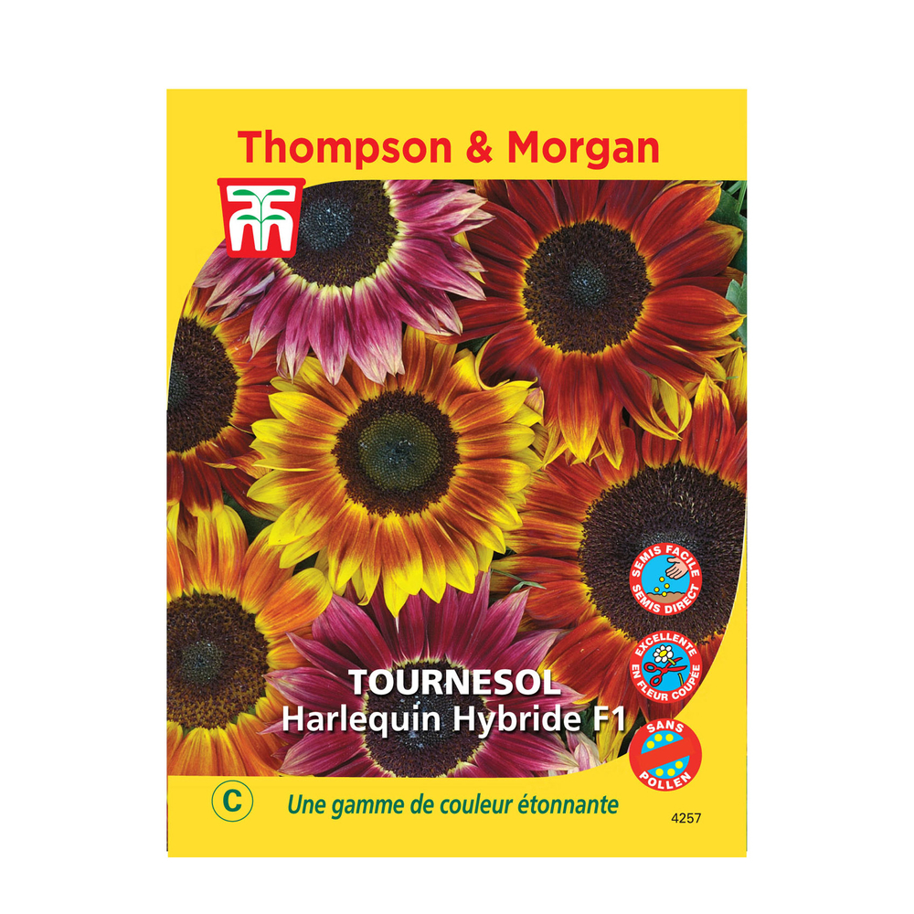 Graines deTournesol Harlequin F1