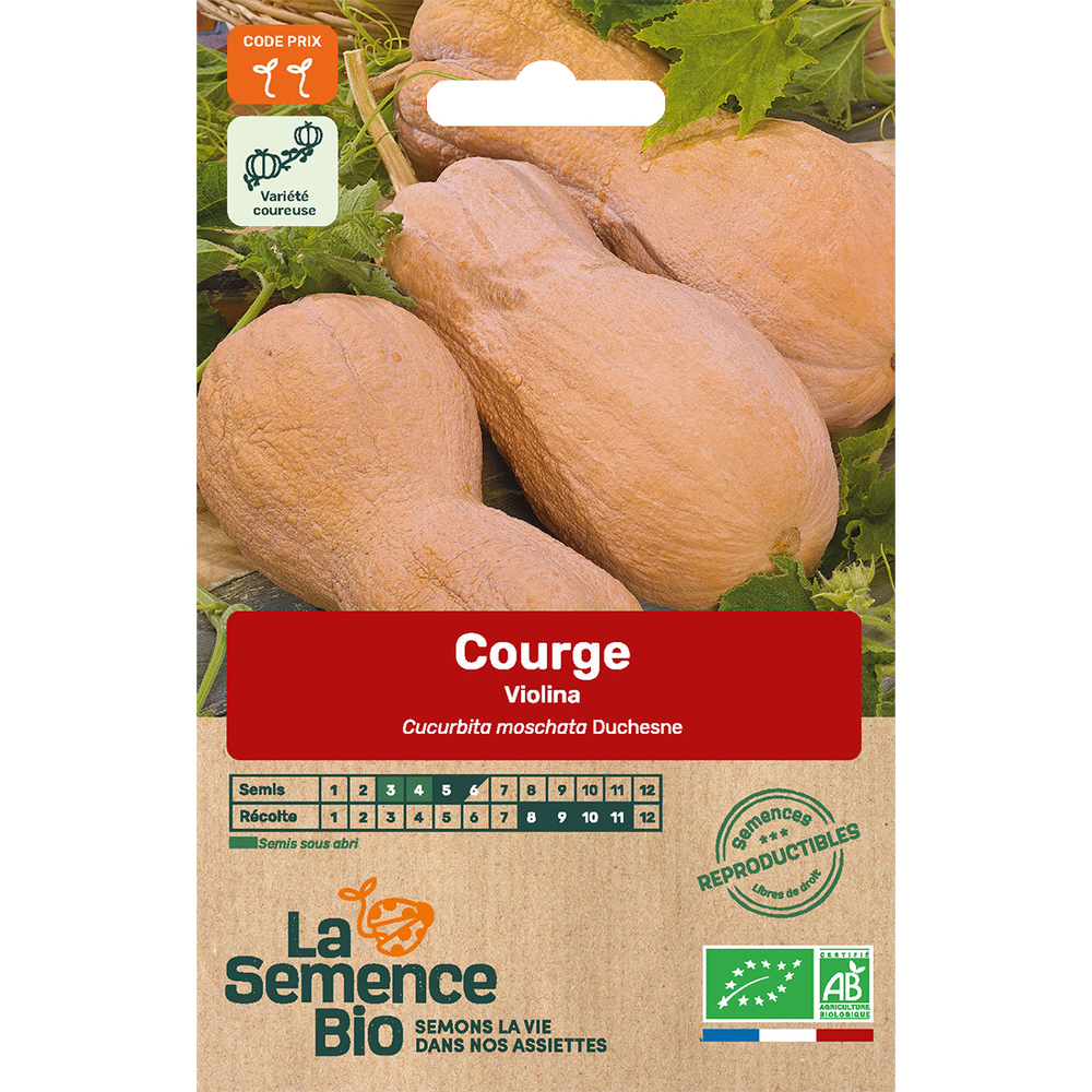 Graines de légumes Courge Violina Bio
