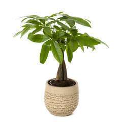 Plantes exotiques : H 35 cm pot D12 cm