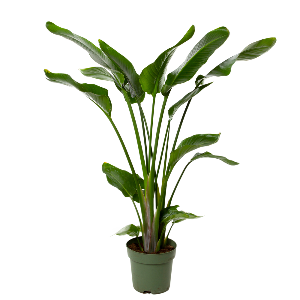 Strelizia 'Nicolai' H100cm, 3 pieds : pot D21cm