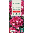 Hortensia- Hydrangea 'Samba Fire®' - Pot 5L