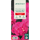Hortensia- Hydrangea 'Samba Rio®' - Pot 5L