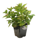 Hortensia- Hydrangea 'Green Shadow®' - Pot 5L