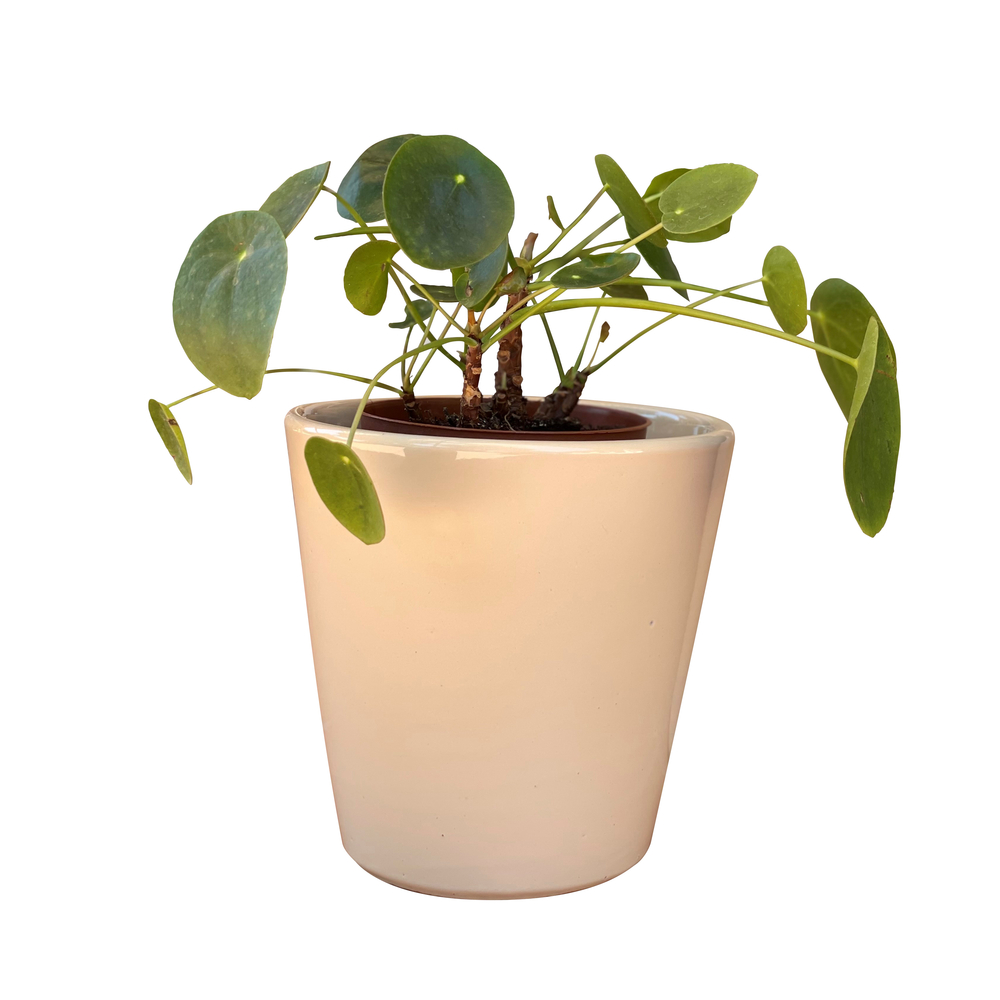 Pot Odyssée crème D23 x H21 cm