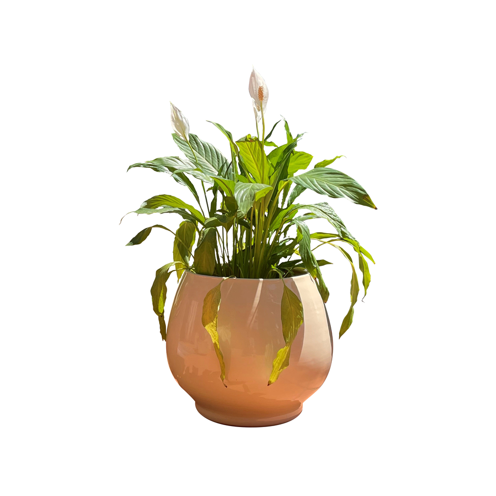 Pot Bahia crème D35 x H38 cm